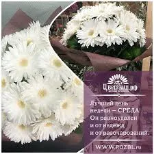 Открытка Открытки на среду - Букет хризантем: нежность и красота | Красивая открытка #160