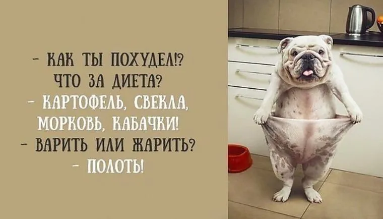 Открытка 	Картинки про диеты	 - Собака в штанах: смешная открытка с пёсиком | Красивая открытка #1