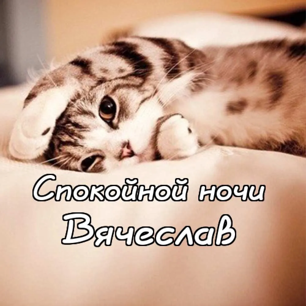 Открытка открытки с именем Вячеслав - Открытка: Спящий котенок. Симпатичная кошка. | Красивая открытка #41
