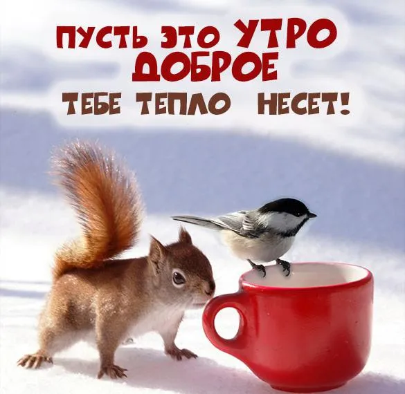 Открытка доброе зимнее утро - Белка и птица на снегу: открытка с зимним сюрпризом | Красивая открытка #9