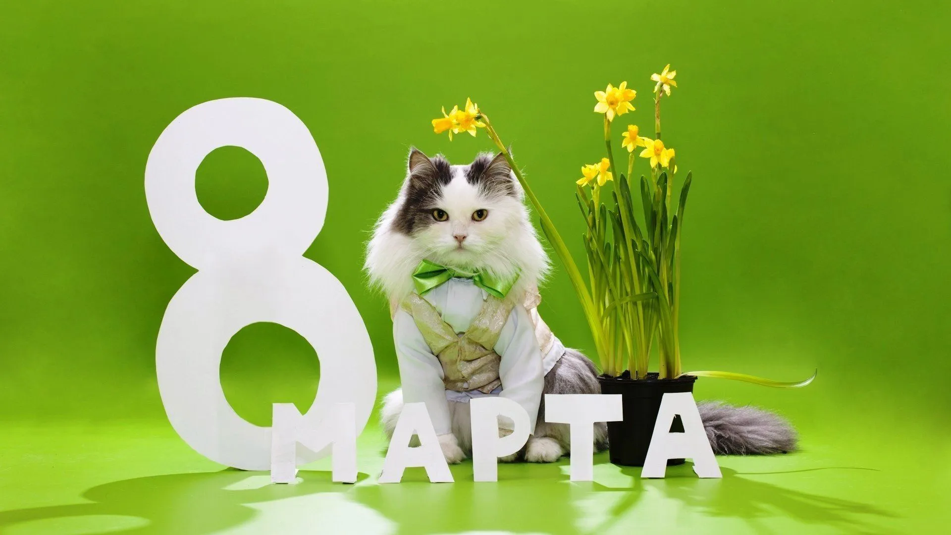 Открытка 8 марта - Котенок в костюме с тюльпанами: открытка с милым котом | Красивая открытка #130