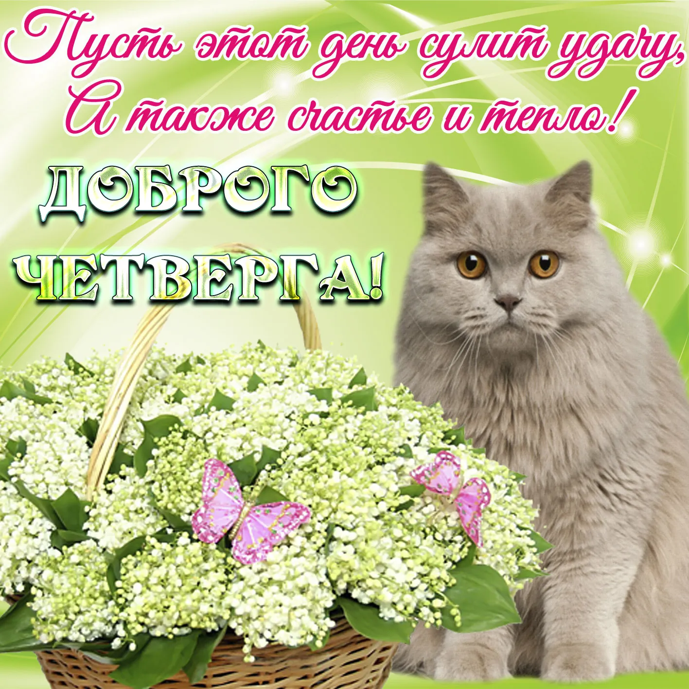 Открытка С четвергом - Кошка с мимозой и бабочкой - открытка | Красивая открытка #10