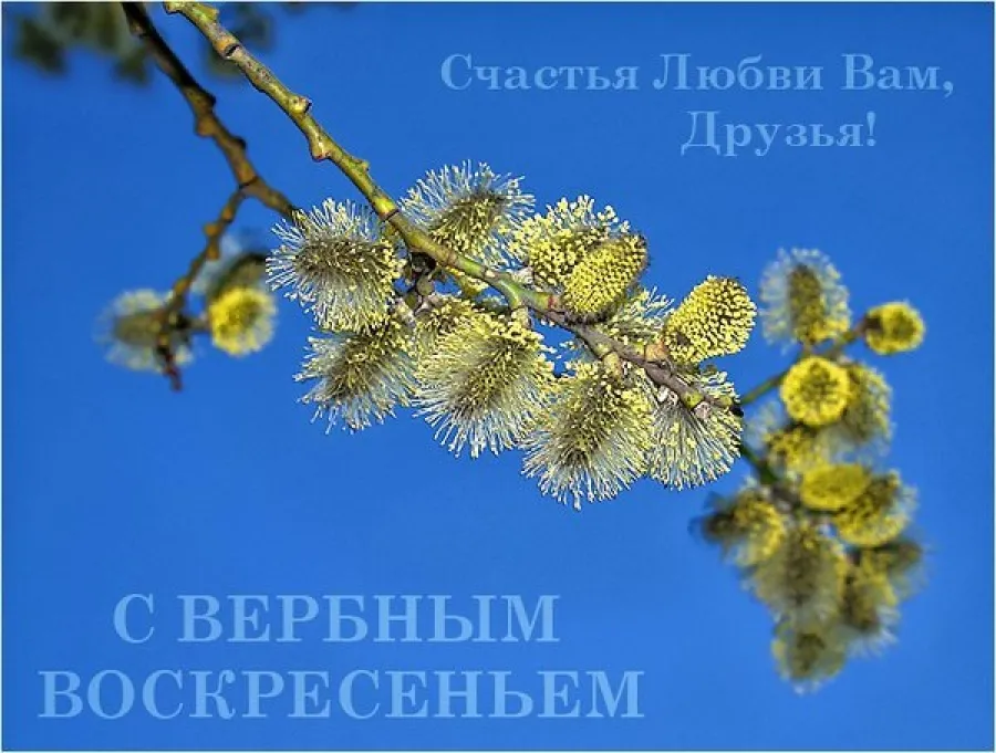 Открытка Вербное Воскресенье - Цветущая верба на синем фоне. Открытка к весне | Красивая открытка #74