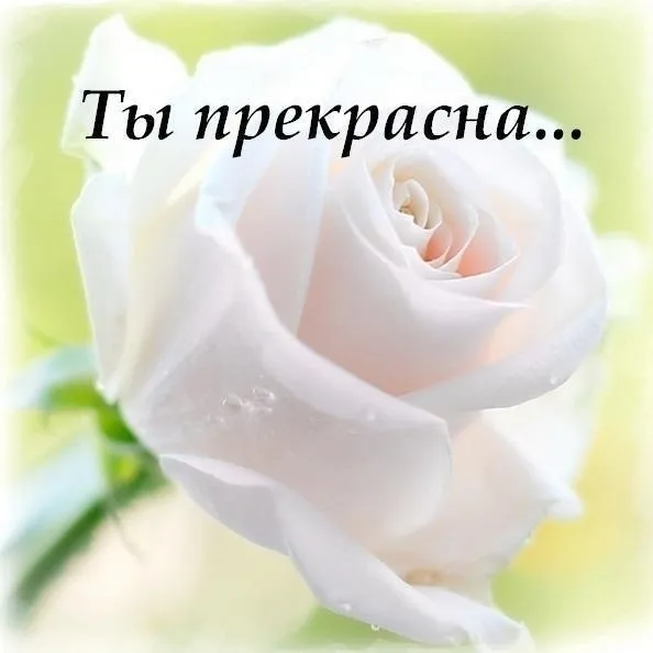 Открытка Ты прекрасна - Открытка с нежностью: Роза крупным планом | Красивая открытка #8