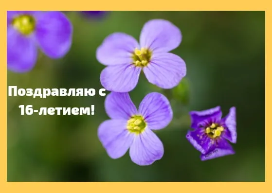 Открытка Открытки на 16 лет - Фиолетовые цветы крупным планом | Красивая открытка #96