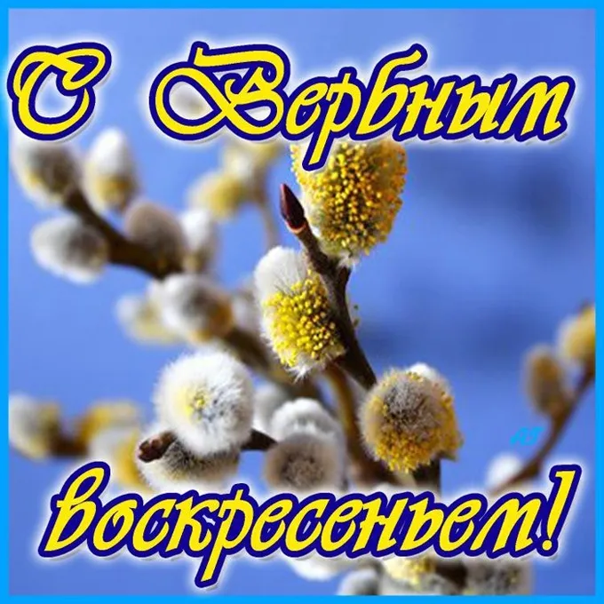 Открытка Вербное Воскресенье - Цветущая верба: весенняя открытка с пушистыми почками | Красивая открытка #290
