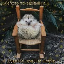 Открытка Открытки удачной недели - Открытка с ежиком в кресле: Уютное поздравление | Красивая открытка #126