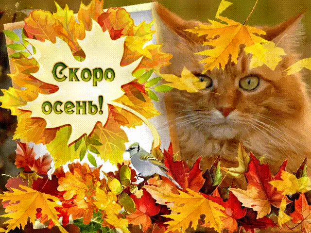 Открытка Открытки осенняя пора - Открытка с котенком и осенними листьями | Красивая открытка #228