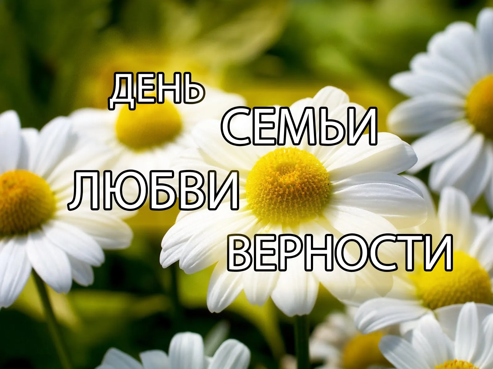 Открытка День семьи - Полевые цветы: ромашки на зеленом фоне | Красивая открытка #109