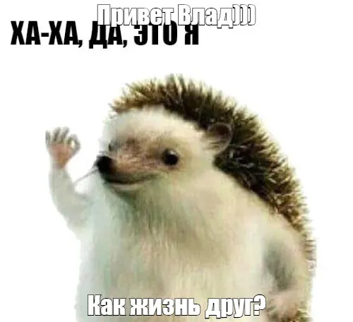 Открытка открытки с именем Владислав  - Как жизнь, друг? Открытка с ёжиком | Красивая открытка #81