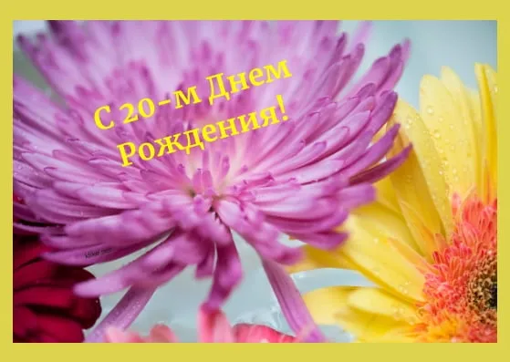 Открытка Открытки на 20 лет - Открытка: Фиалка и ромашка с каплями росы | Красивая открытка #151