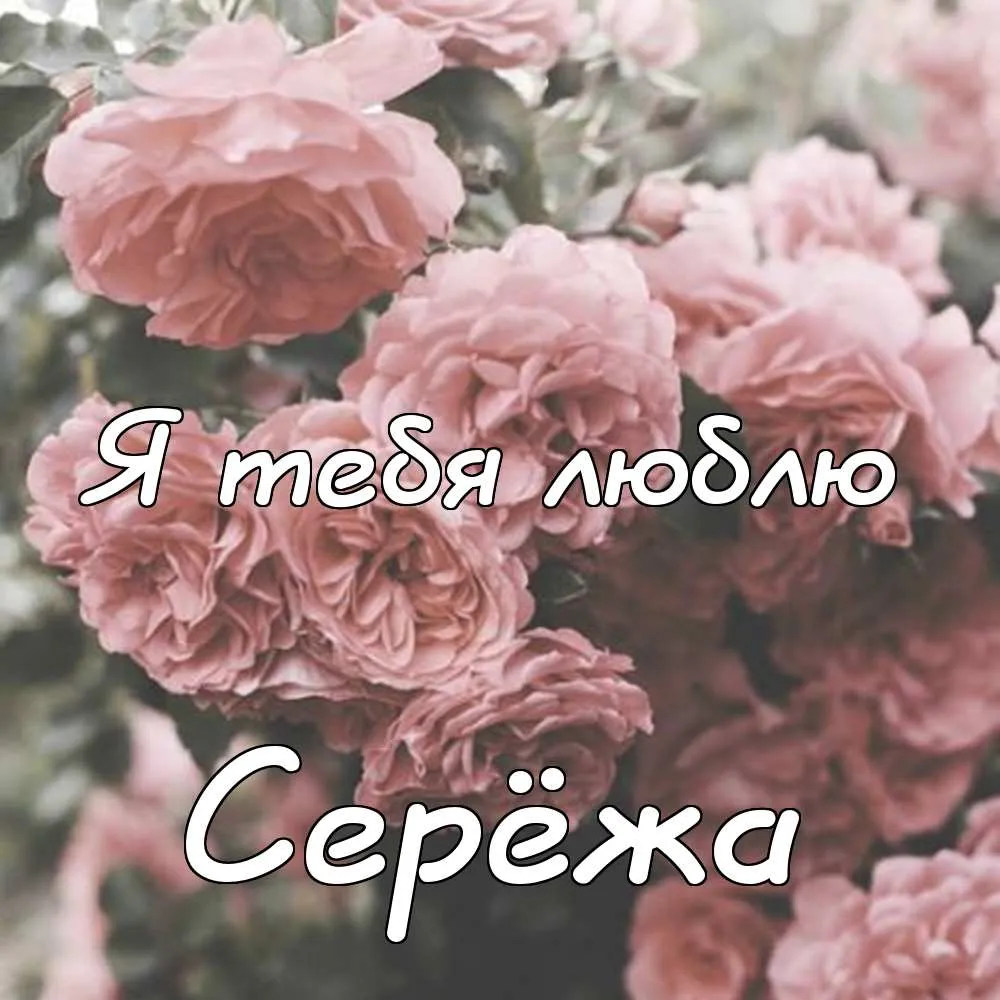 Открытка Открытки с именем Сергей - Розовые розы на открытке | Красивая открытка #138