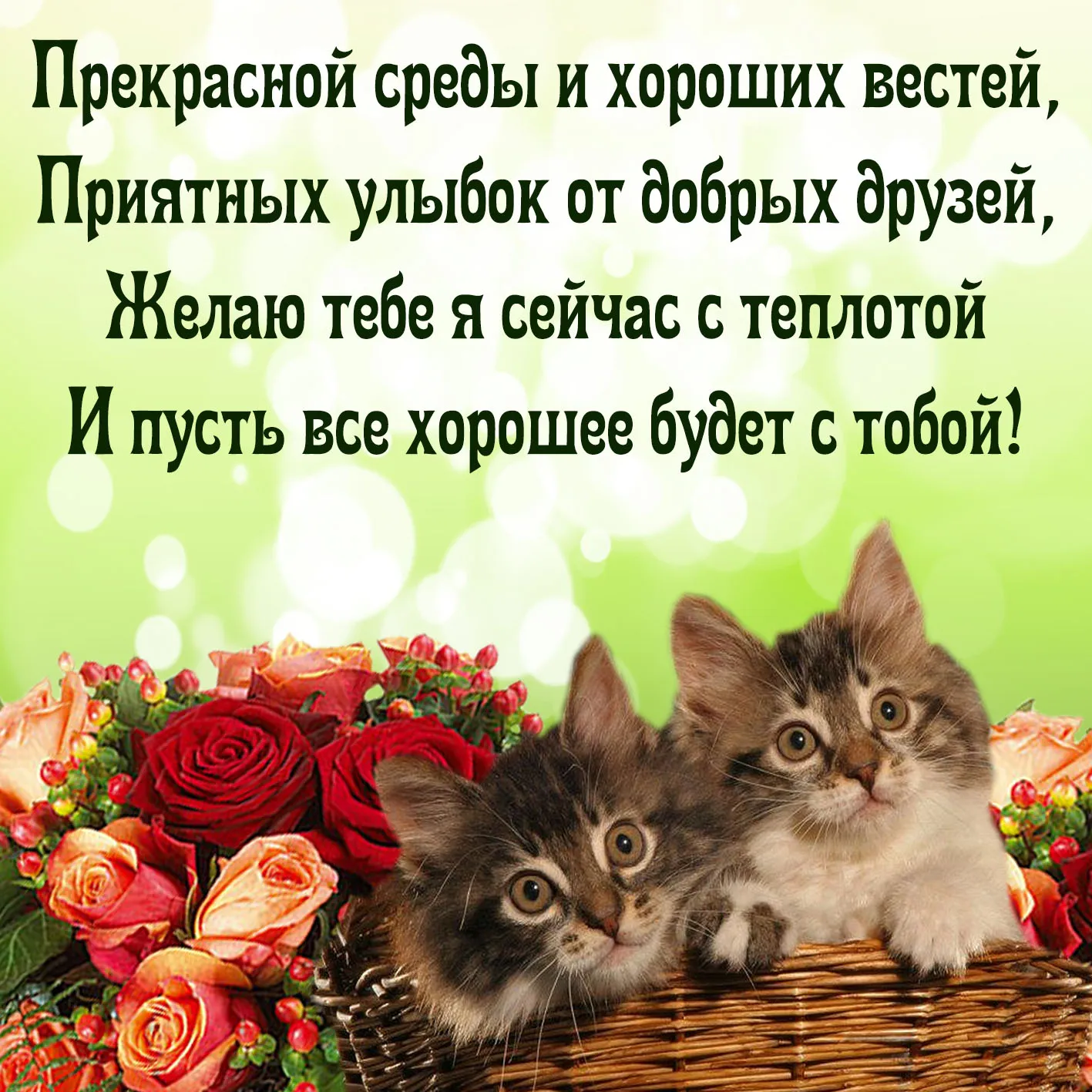 Открытка Открытки на среду - Котенок среди цветов. Открытка с котиком. | Красивая открытка #4