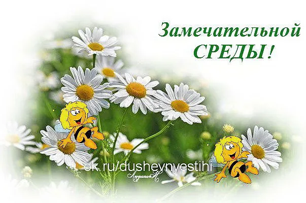 Открытка Открытки на среду - Открытка с пчелками и ромашками | Красивая открытка #177