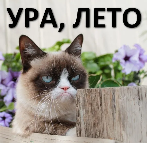Открытка времена года - Котенок и цветы: открытка с милым котенком | Красивая открытка #89