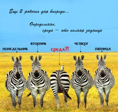 Открытка Открытки на среду - Четверо зебр на лугу | Красивая открытка #129