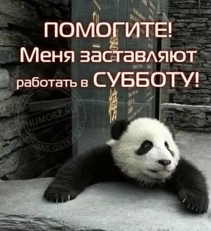 Открытка Открытки на субботу - Панда с грустным видом на фоне камней | Красивая открытка #199