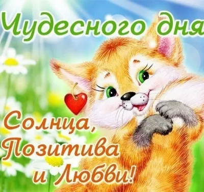Открытка Недели - Открытка с рыжим котенком и цветами | Красивая открытка #40
