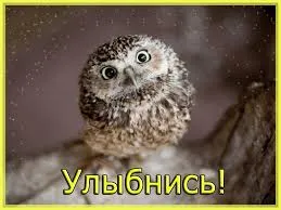Открытка Открытки улыбнись - Милая сова: открытка с поздравлением | Красивая открытка #178