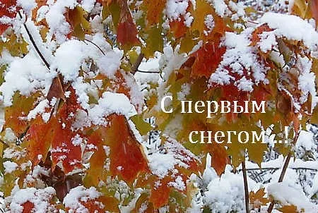 Открытка С первым снегом - Красные листья под снегом: открытка с осенью | Красивая открытка #68