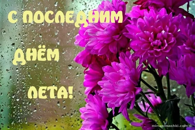 Открытка Открытки с последним днем лета - Бутоны фиалок на окне. Открытка с цветами. | Красивая открытка #7