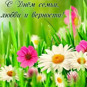 Открытка День семьи - Поле с ромашками и цветами | Красивая открытка #21