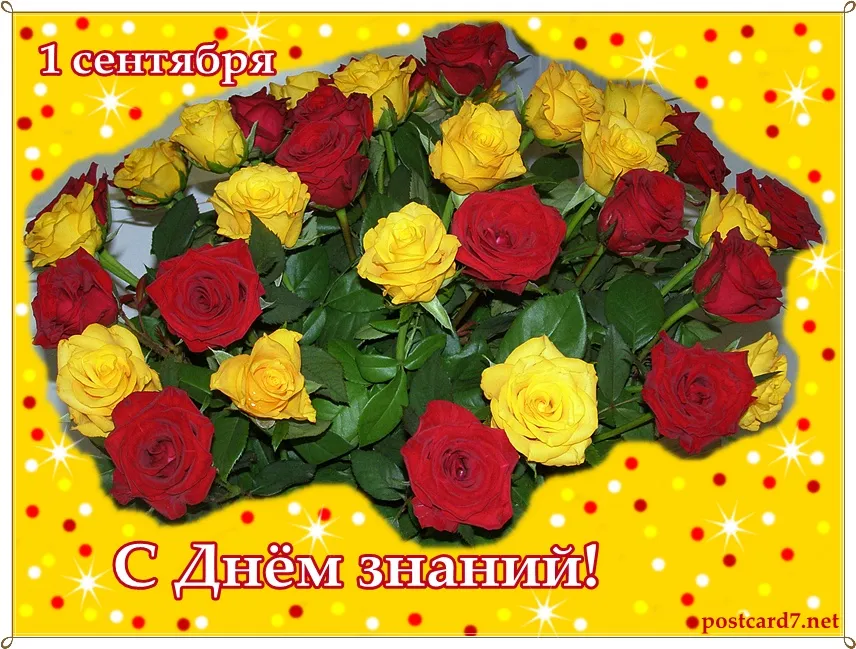 Открытка С днем знаний - Открытка с желтыми и красными розами | Красивая открытка #137
