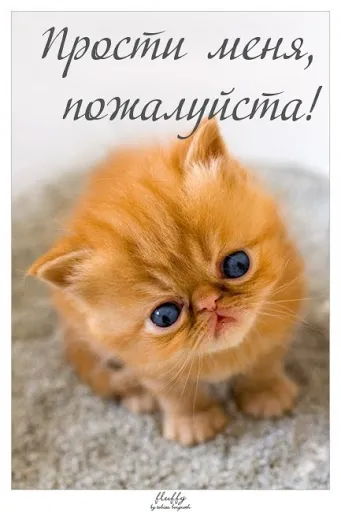 Открытка Прости меня - Рыжий котенок: милая открытка с котенком для поздравлений | Красивая открытка #3