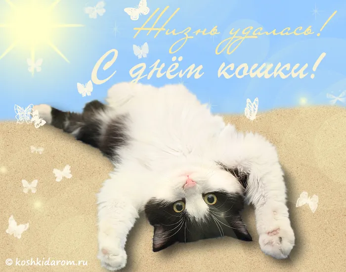 Открытка С Всемирным днём кошек - Открытка с котенком: милый котенок на песке | Красивая открытка #37