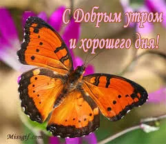 Открытка Открытки с бабочками - Красивая бабочка на цветке: открытка с добрым утром | Красивая открытка #43