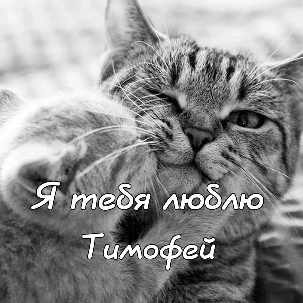 Открытка Открытки с именем Тимофей - Открытка с котенком: милый черно-белый котенок | Красивая открытка #84