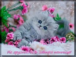 Открытка Открытки не грусти - Пушистый котёнок в цветах: милая открытка | Красивая открытка #56