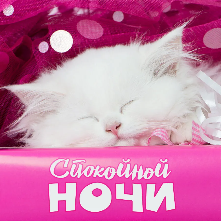 Открытка Спокойной ночи - Открытка: Спящий котенок. Симпатичный подарок | Красивая открытка #5