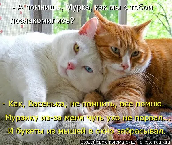 Открытка Открытки я рядом - Два кота обнимаются  Праздничная открытка | Красивая открытка #76