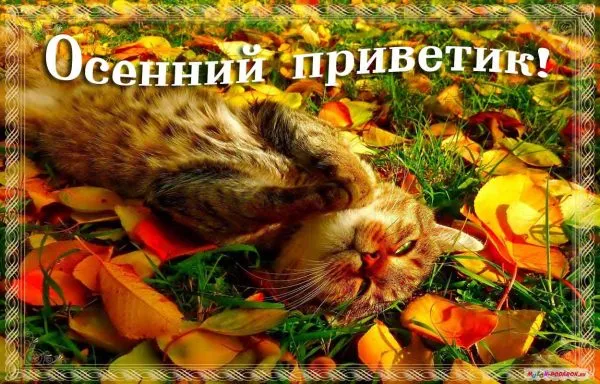 Открытка Осенний приветик - Открытка с котенком на фоне осенних листьев | Красивая открытка #85