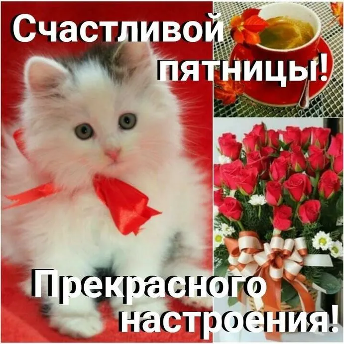 Открытка С пятницей - Открытка с котиком и цветами | Красивая открытка #9