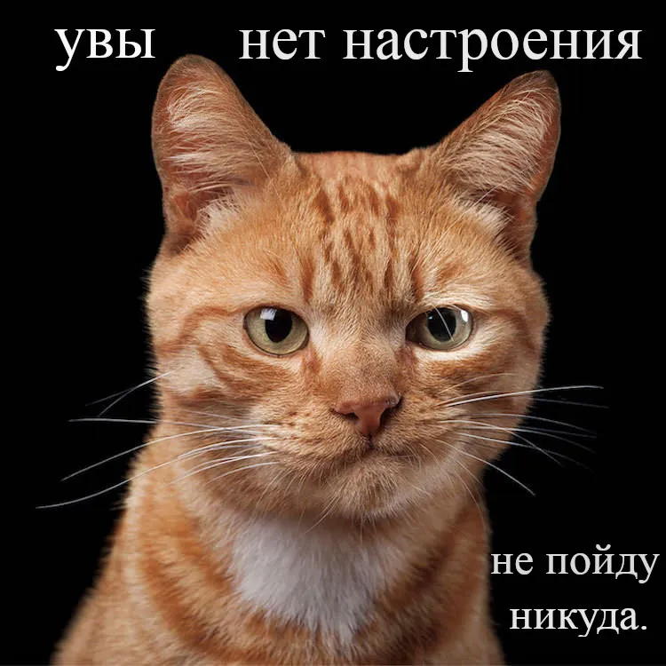 Открытка нет настроения - Рыжий кот: открытка с милым котом | Красивая открытка #15