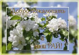 Открытка Открытки добро пожаловать - Цветущая вишня: нежная весенняя открытка | Красивая открытка #43