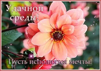 Открытка Со средой - Розовые цветы: открытка с нежностью и красотой | Красивая открытка #42