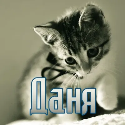 Открытка Открытки с именем Даниил/Данил - Открытка с котенком: милый подарок | Красивая открытка #246