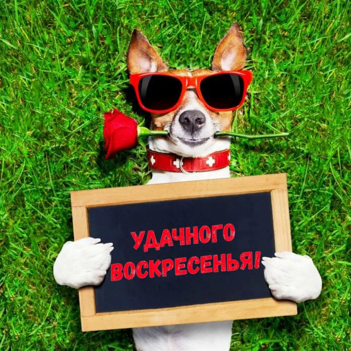 Открытка Открытки на воскресенье - Собака с табличкой и розой | Красивая открытка #94