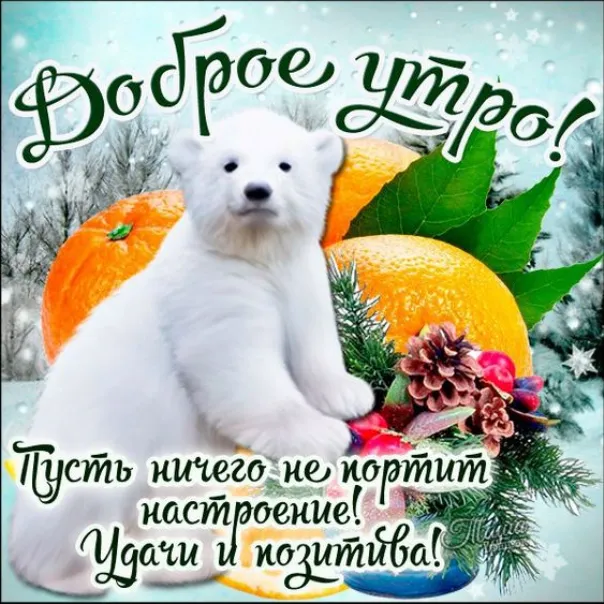 Открытка открытки с добрым утром - Открытка с белым медведем и оранжем | Красивая открытка #130