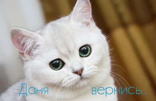 Открытка Открытки с именем Даниил/Данил - Белый кот с зелеными глазами — открытка | Красивая открытка #86
