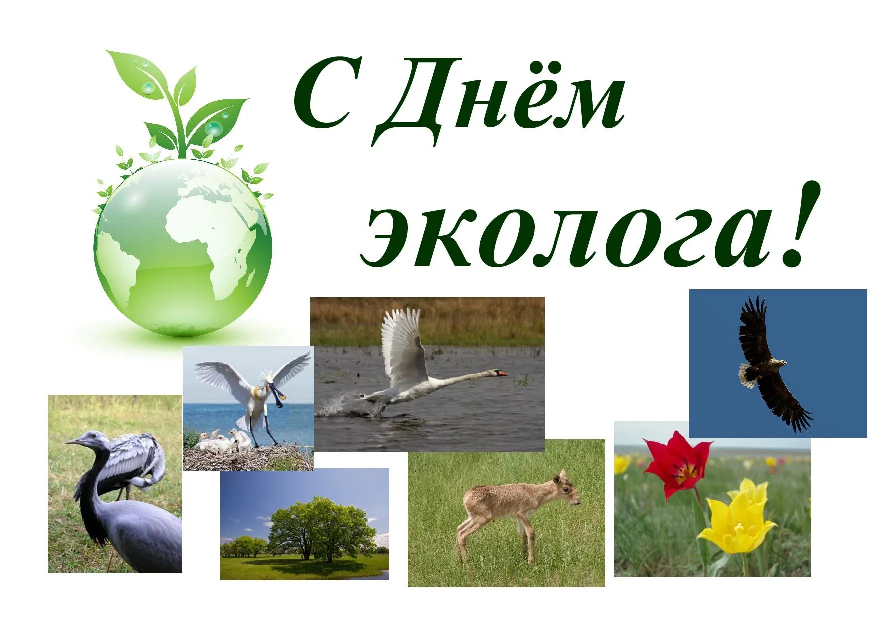 Открытка День эколога - Открытка с птицами и природой: аисты, журавли, олени | Красивая открытка #76