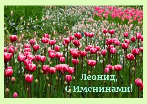 Открытка Открытки с именем Леонид  - Поле тюльпанов: Открытка с днем рождения Леониду | Красивая открытка #277