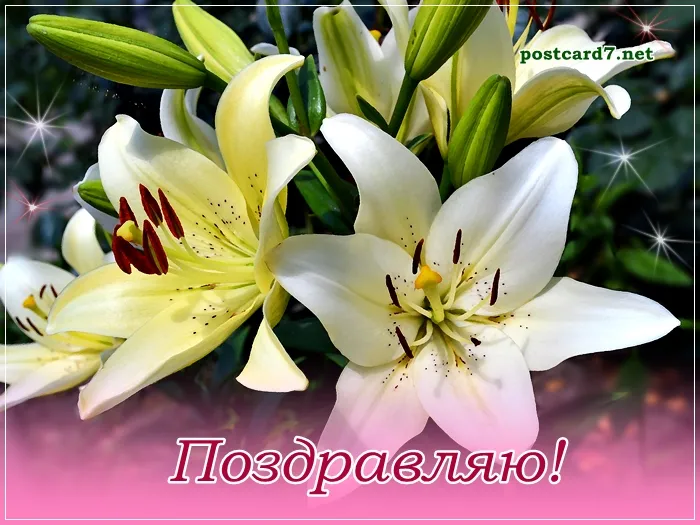 Открытка Поздравляю - Открытка с лилиями: нежные белые цветы | Красивая открытка #117