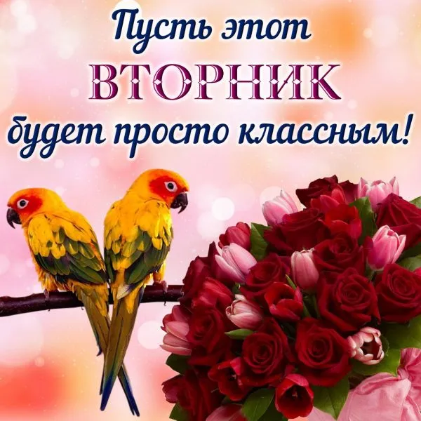 Открытка С вторником - Открытка с попугаями и розами | Красивая открытка #7