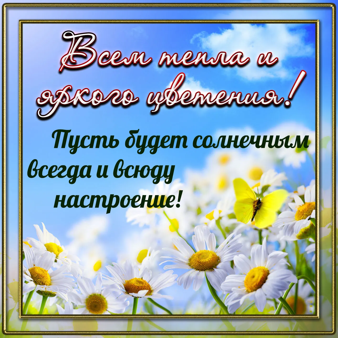 Открытка С ромашками - Полевые цветы на голубом фоне. | Красивая открытка #47