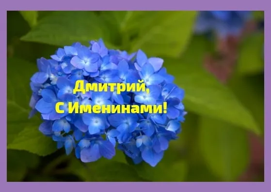 Открытка открытки с именем Дмитрий  - Открытка с синими гортензиями: С Днем рождения! | Красивая открытка #189