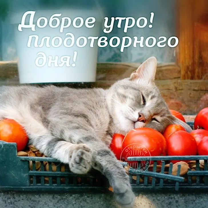 Открытка Со средой - Кот спит на помидорах: смешная открытка с котиком | Красивая открытка #17